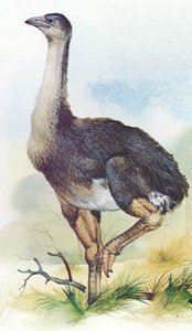 Moa, Dinornis Maximus, aus Neuseeland, der um 1850 ausgestorben ist